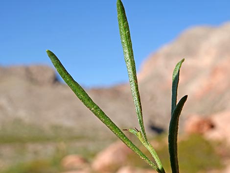 Broom Snakeweed (Gutierrezia sarothrae)