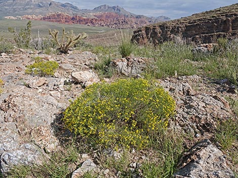 Broom Snakeweed (Gutierrezia sarothrae)