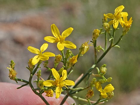 Broom Snakeweed (Gutierrezia sarothrae)