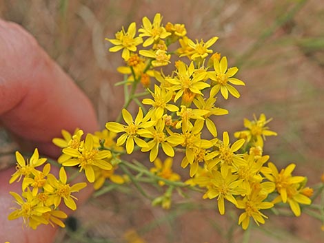 Broom Snakeweed (Gutierrezia sarothrae)