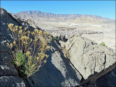 Broom Snakeweed (Gutierrezia sarothrae)