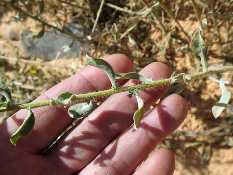 Hairy False Goldenaster (Heterotheca cinerascens)