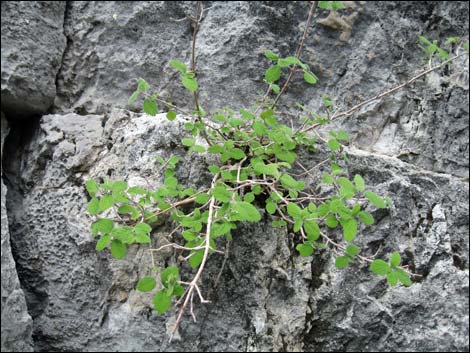 Fivepetal Cliffbush (Jamesia americana var. rosea)