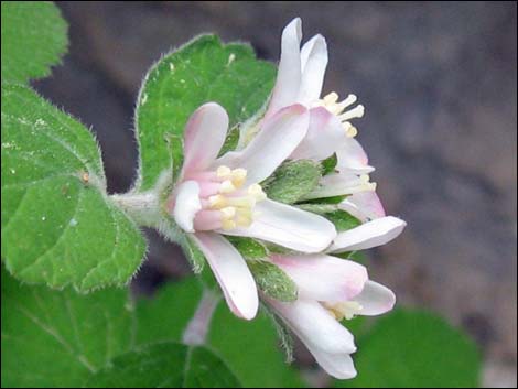 Fivepetal Cliffbush (Jamesia americana var. rosea)