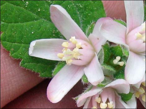 Fivepetal Cliffbush (Jamesia americana var. rosea)