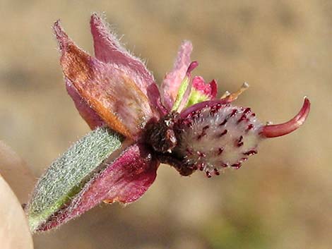 White Ratany (Krameria grayi)