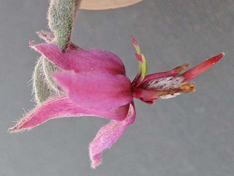 White Ratany (Krameria grayi)