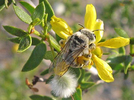 Creosote Bush (Larrea tridentata)