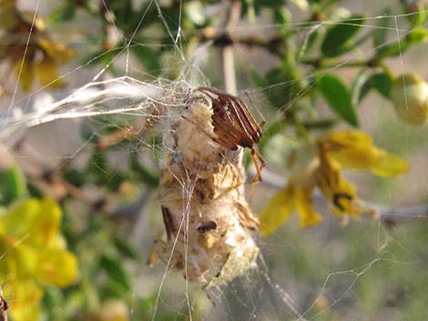 Creosote Bush (Larrea tridentata)