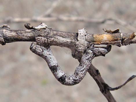 Creosote Bush (Larrea tridentata)