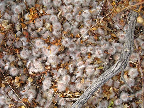 Creosote Bush (Larrea tridentata)