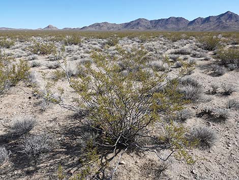 Creosote Bush (Larre tridentata)