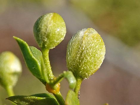 Creosote Bush (Larrea tridentata)