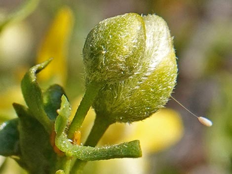 Creosote Bush (Larrea tridentata)