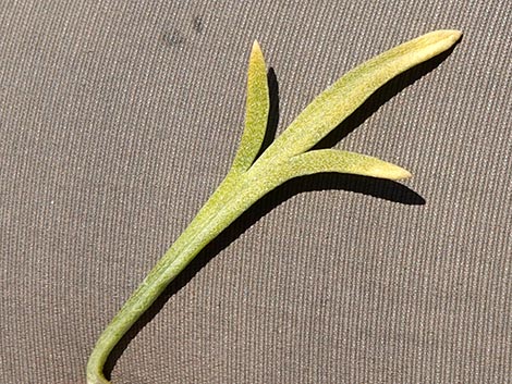 Desert Peppergrass (Lepidium fremontii)