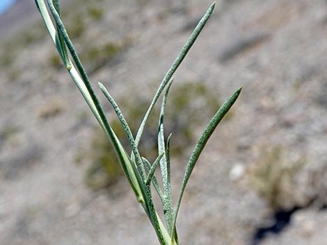 Desert Peppergrass (Lepidium fremontii)