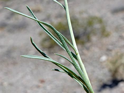 Desert Peppergrass (Lepidium fremontii)