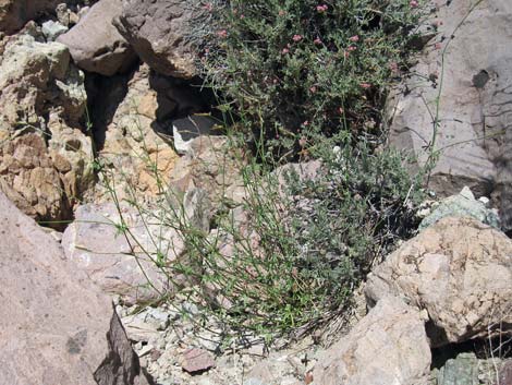 Rock Pea (Lotus rigidus)