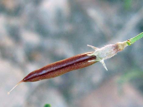 Rock Pea (Lotus rigidus)