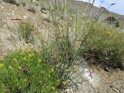 Rock Pea (Lotus rigidus)