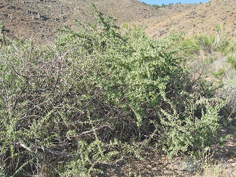 Anderson's Desert-thorn (Lycium andersonii)