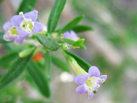 Anderson's Desert-thorn (Lycium andersonii)