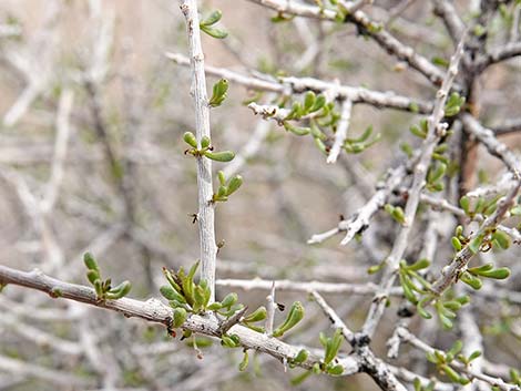 Anderson's Desert-thorn (Lycium andersonii)