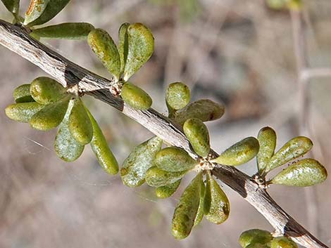 Anderson's Desert-thorn (Lycium andersonii)