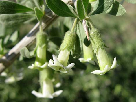 Peach Thorn (Lycium cooperi)