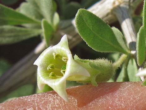 Peach Thorn (Lycium cooperi)