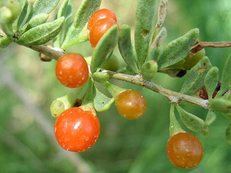 Peach Thorn (Lycium cooperi)