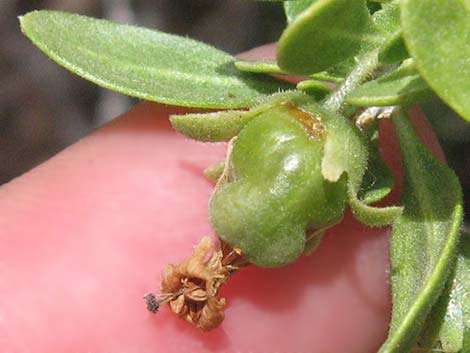 Peach Thorn (Lycium cooperi)