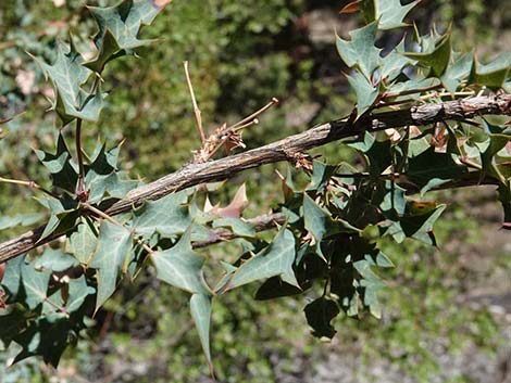 Fremont's Mahonia (Mahonia fremontii)