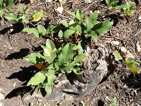 Creeping Barberry (Mahonia repens)