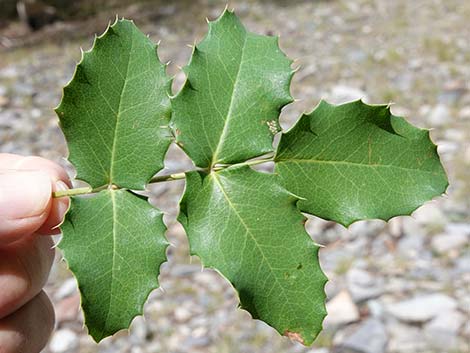 Creeping Barberry (Mahonia repens)