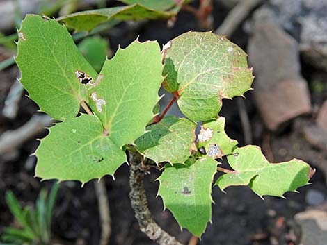 Creeping Barberry (Mahonia repens)