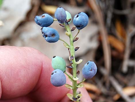 Creeping Barberry (Mahonia repens)