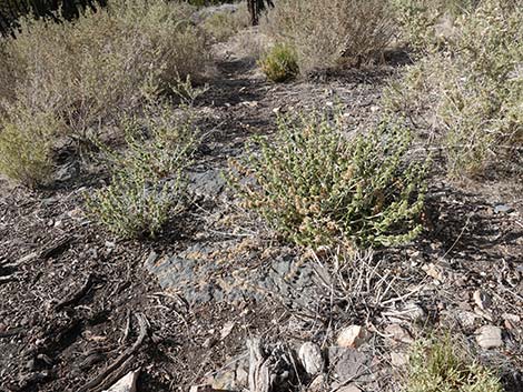 Horehound (Marrubium vulgare)