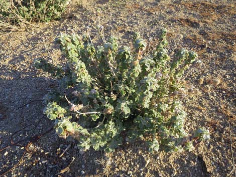 Horehound (Marrubium vulgare)