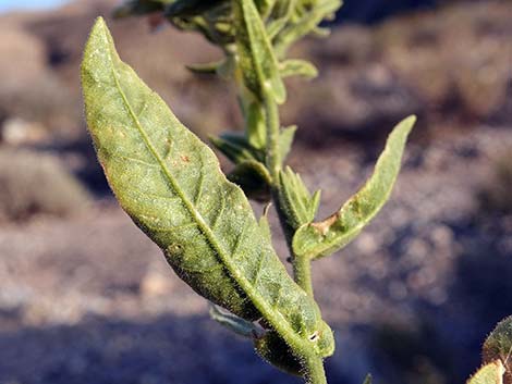 Desert Tobacco (Nicotiana obtusifolia)