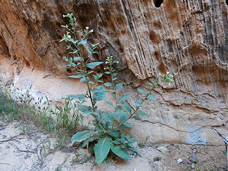 Desert Tobacco (Nicotiana obtusifolia)