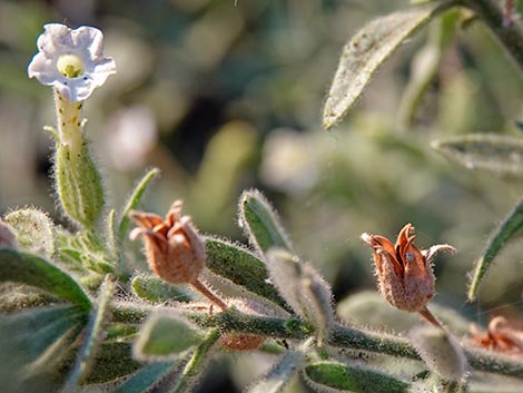 Desert Tobacco (Nicotiana obtusifolia)