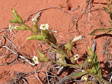 Desert Tobacco (Nicotiana obtusifolia)