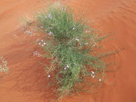 Gilia Beardtongue (Penstemon ambiguus)