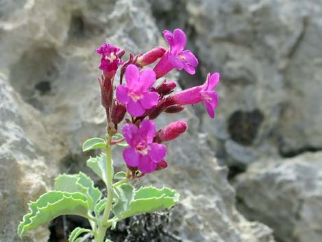 Petiolate Beardtongue (Penstemon petiolatus)