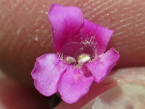 Petiolate Beardtongue (Penstemon petiolatus)