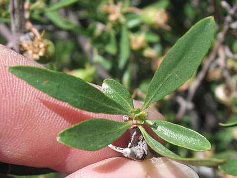 Wild Crab Apple (Peraphyllum ramosissimum)