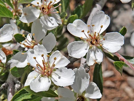 Wild Crab Apple (Peraphyllum ramosissimum)