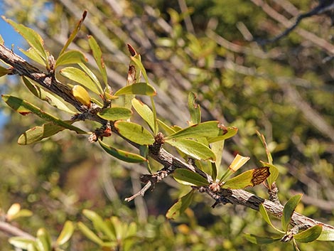 Wild Crab Apple (Peraphyllum ramosissimum)