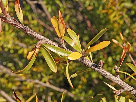 Wild Crab Apple (Peraphyllum ramosissimum)